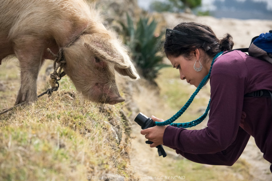 Olga che immortala un curiosissimo porco